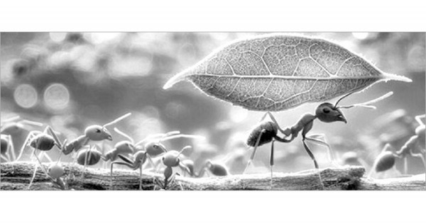 রোমাঞ্চকর পিঁপড়া জীবন