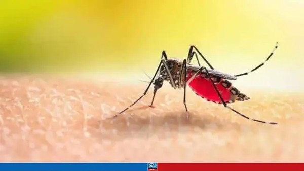 ডেঙ্গুতে একদিনে ১০ জনের মৃত্যু