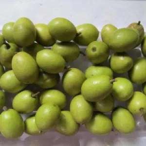 মহানবী (সা.)-এর প্রিয় ফল জয়তুন বা জলপাই