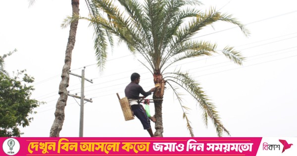 খেজুরের রস সংগ্রহে চলছে গাছ প্রস্তুতি