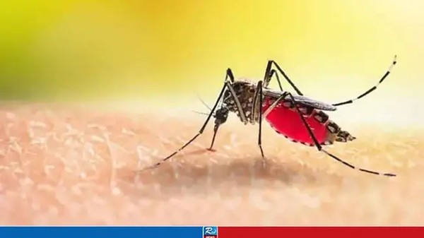 ২৪ ঘণ্টায় ডেঙ্গুতে মৃত্যু নেই, হাসপাতালে ভর্তি ১২৬