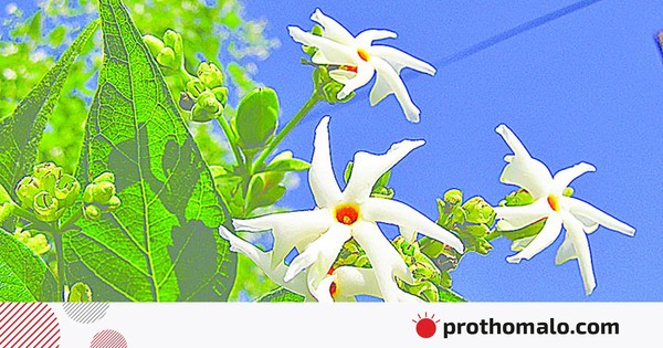 ফুলের গন্ধে ঘুম আসে না