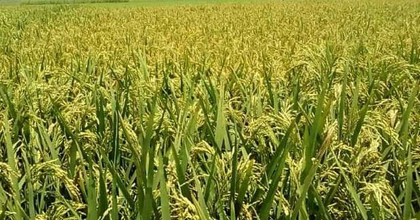 ৩৪ টাকা কেজি দরে ধান, ৫০ টাকায় সিদ্ধ চাল কিনবে সরকার