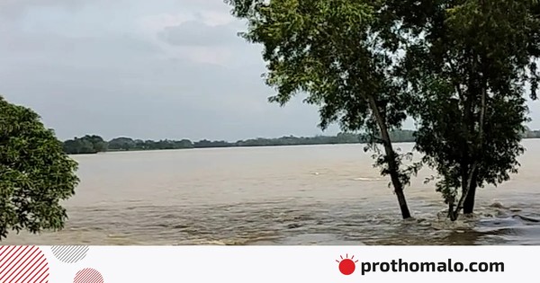 এক রাতের বৃষ্টিতে বন্যা, ডুবে গেছে পাকা ধানের মাঠ